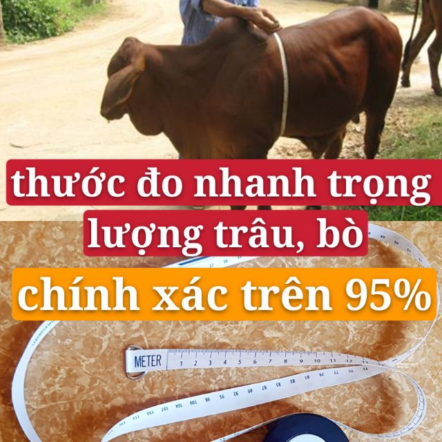 Thước đo trọng lượng trâu, bò