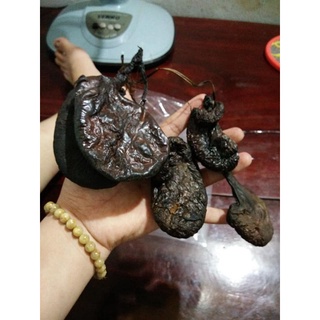 Bao tử nhím rừng
