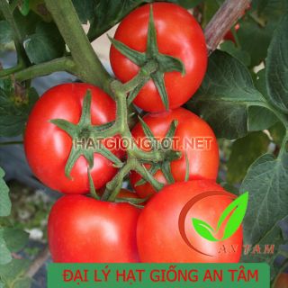 Hạt giống cà chua kháng xoăn A25