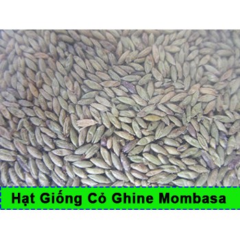 Hạt giống cỏ Mombasa Ghine - Cỏ xả lá lớn gói 100g - Hạt Giống Cỏ Chăn Nuôi Gia Súc