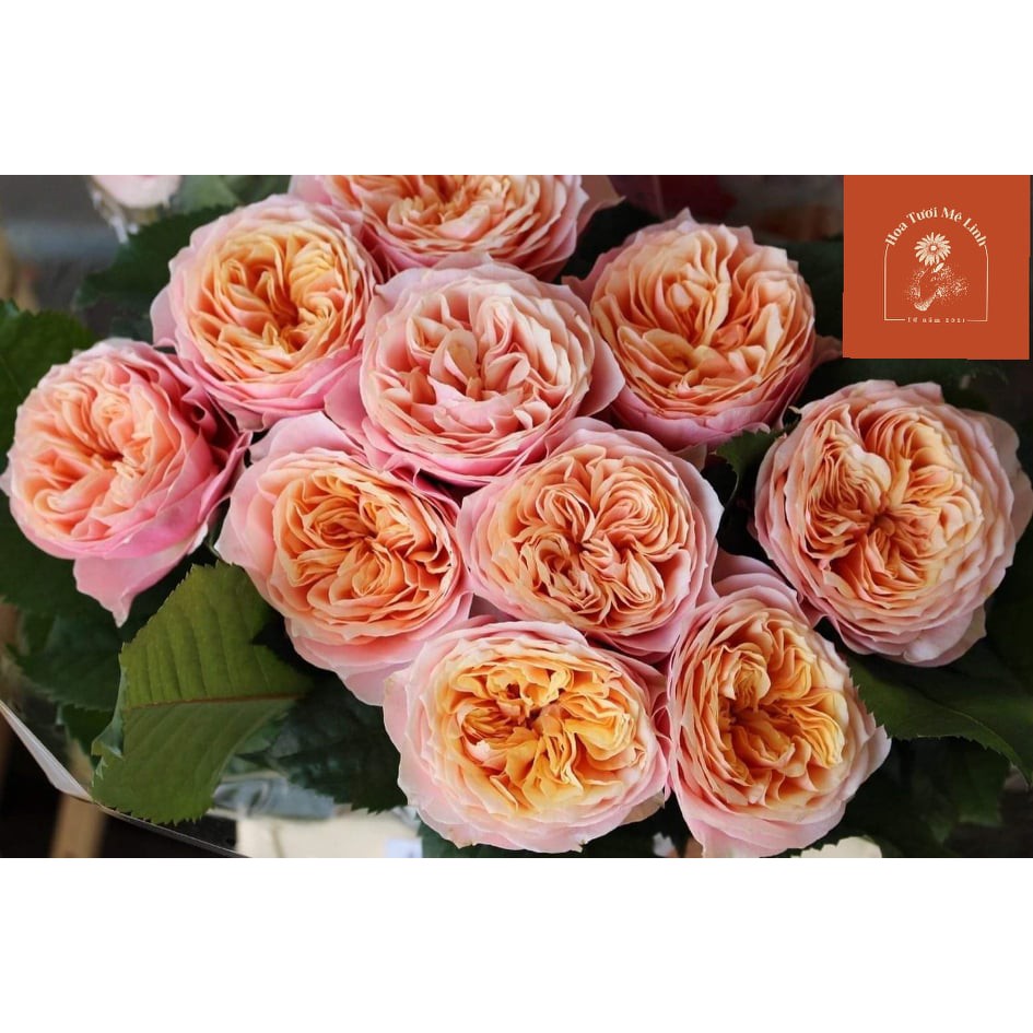 Hoa hồng ngoại Sweet Vuvuzela rose -HoaTuoiMeLinh