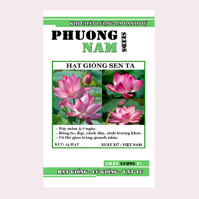 15H - HẠT GIỐNG SEN TA( SEN HỒNG VN)