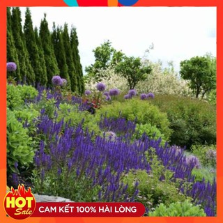 COMBO 5 gói hạt giống hoa veronica tím F1 TẶNG 1 phân bón