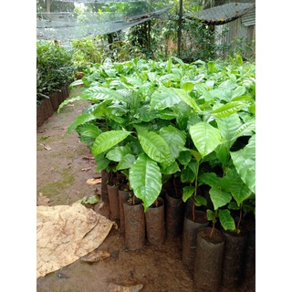 cây giống cà phê