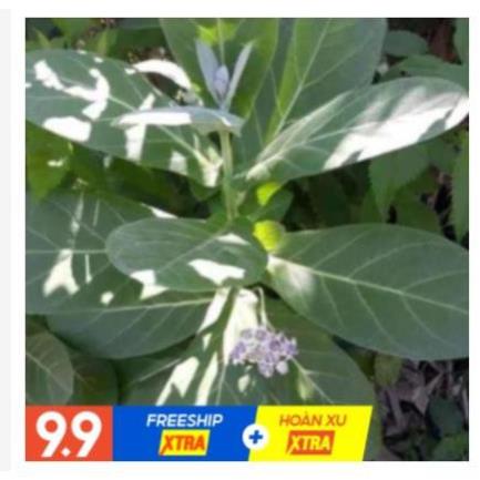 Cây lá hen khô 1KG