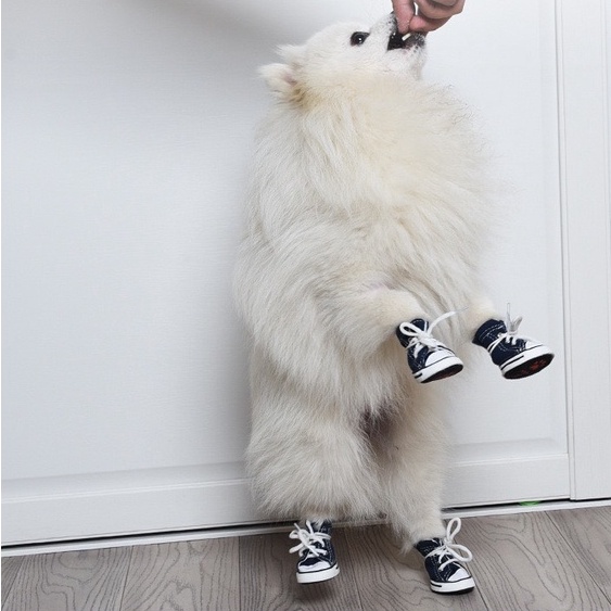 Giày cho thú cưng đế PVC chống trơn trượt kiểu dáng thể thao cá tính