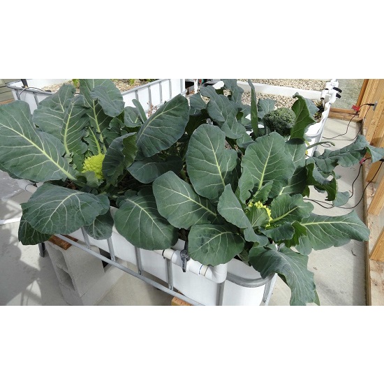 Phân bón Tinh chất dịch chiết trùn quế &amp; rong biển 1lít bổ sung vi lượng, acid Humic cây trồng