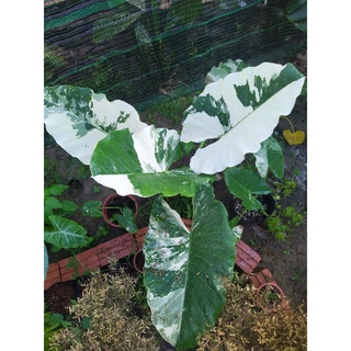 Cây Ráy Var, kiểng lá đột biến - Alocasia Macrorrhiza Varietage