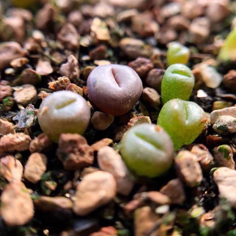Túi 100 hạt giống Lithops , sen mông mix nhiều loại