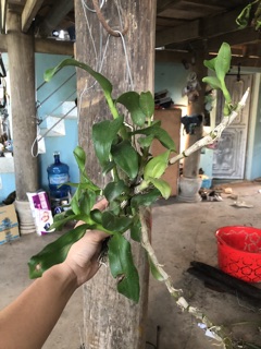 Trần rồng đỏ (bảng gỗ)