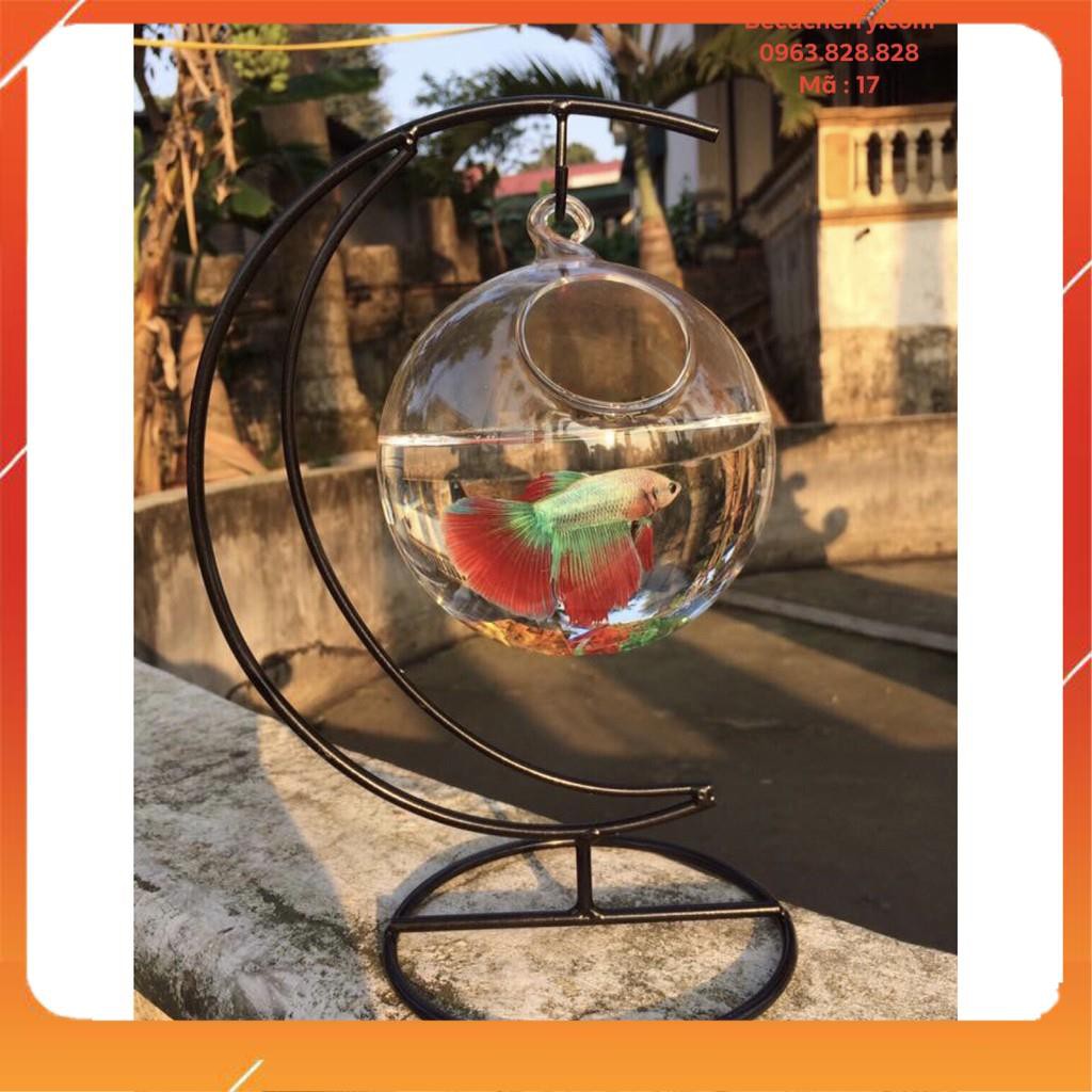 Bể cá mini cung trăng 17 ( tặng kèm phụ kiện trang trí ) | BigBuy360 - bigbuy360.vn