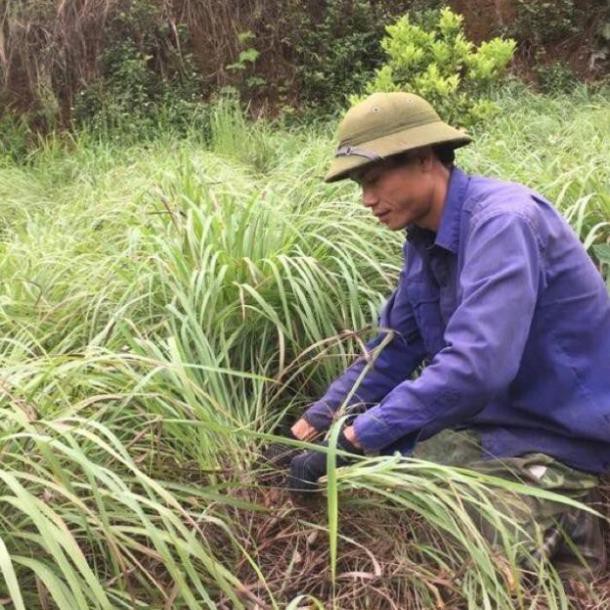 Tinh dầu Sả 1 lít nguyên chất