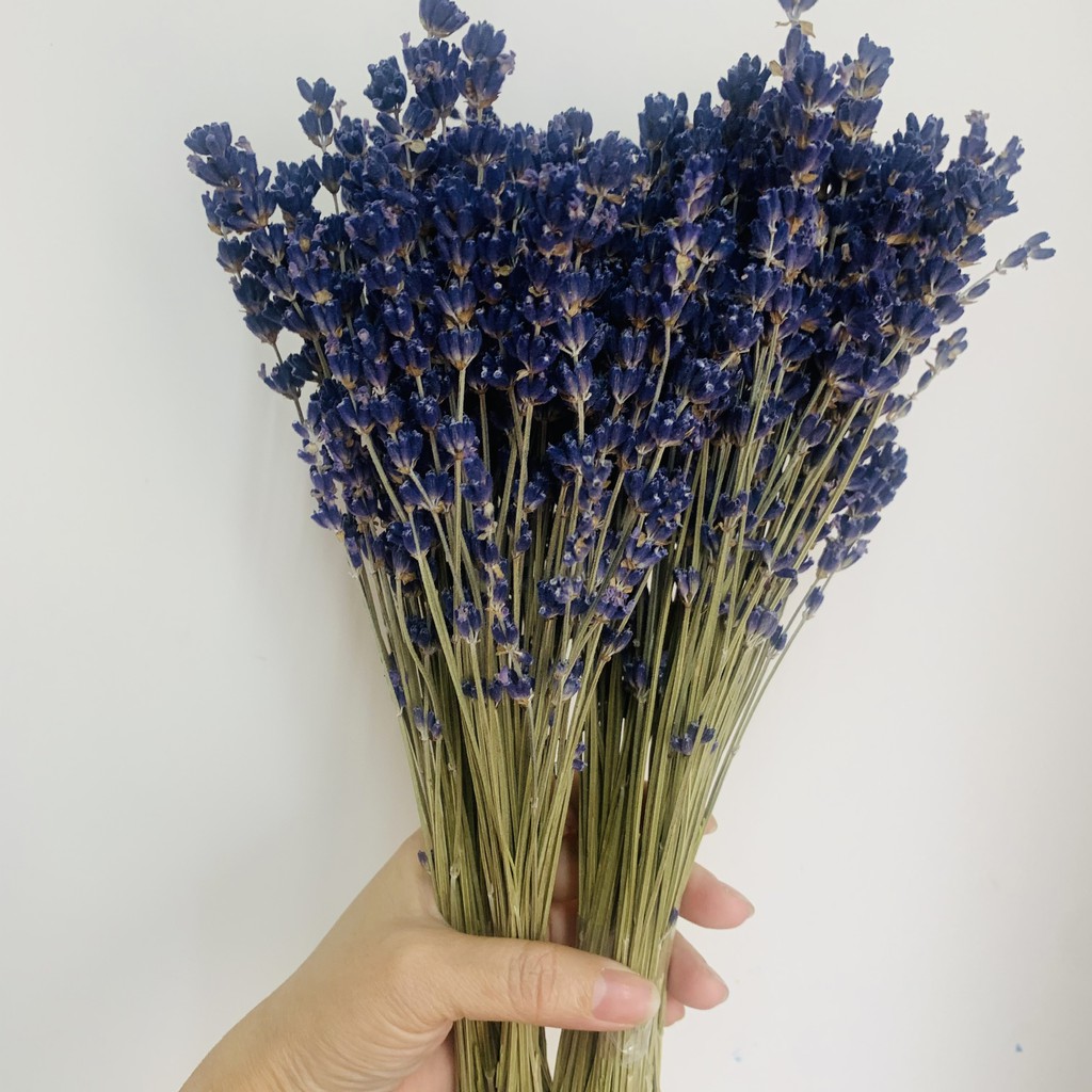 🍁 80 Gr (KHOẢNG 170 - 200 CÀNH) TRUE LAVENDER 🍁 Hoa khô Decor, quà tặng, trang trí nhà cửa