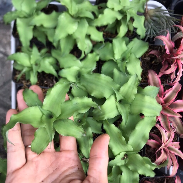 Dứa phụng xanh set tiểu cảnh , hồ bán cạn