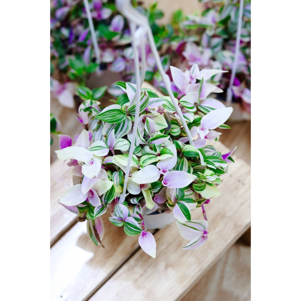 Cây Tradescantia fluminensis quadricolor (Thài Lài Hồng, Thài Lài Fluminensis 4 màu, Thài Lài 4 màu) chậu treo