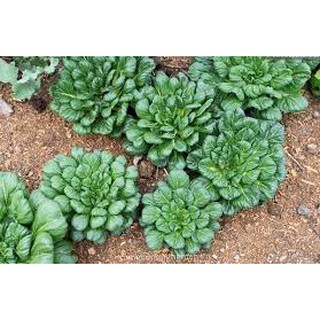 Hạt giống Cải hoa hồng -  Rau củ quả trồng tại vườn, sân thượng, nông trang, ban công