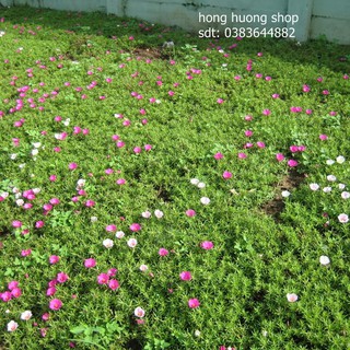 Hạt giống hoa mười giờ Mỹ mix