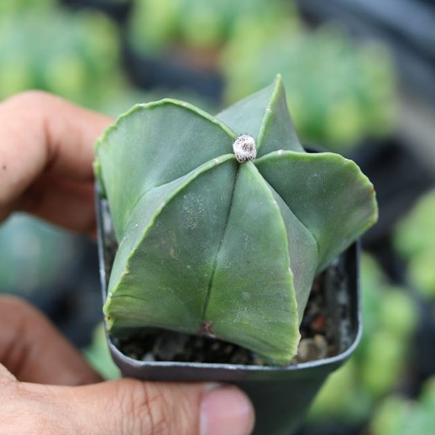 Xương Rồng Astro