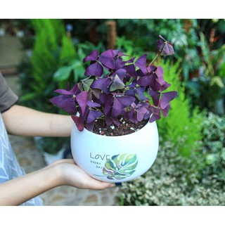 Đất trồng sen đá (phòng rệp sáp đất và thối nhũn) túi 1kg