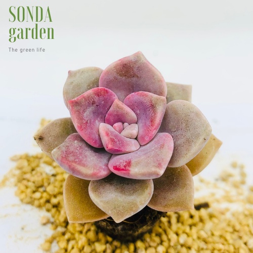 Sen đá hồng mập SONDA GARDEN size mini 2.5-4cm, xuất xứ Đà Lạt, khoẻ đẹp, lỗi 1 đổi 1