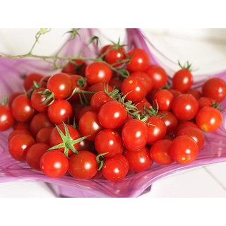 HẠT GIỐNG CÀ CHUA CHERRY, CÀ CHUA BI (Gói 0.5g)
