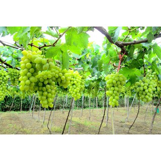 Cây nho Ninh Thuận ghép 2 tháng