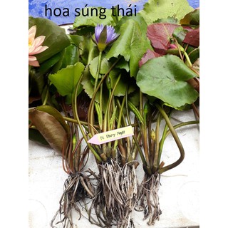 Cây súng trưởng thành