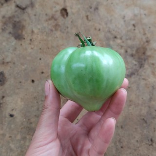 Cây giống cà chua trái tim