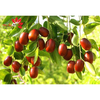 TRÀ TÁO ĐỎ (TÁO ĐỎ TÂN CƯƠNG) - MỘC HOA TRA