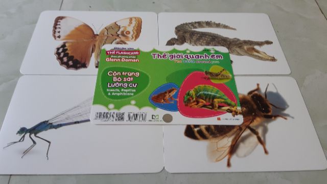 Sách - Thẻ Flashcard Theo Phương Pháp Glenn Doman - Thế Giới Quanh Em: Côn Trùng - Bò Sát - Lưỡng Cư