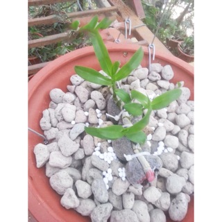 ĐÁ BỌT NÚI LỬA PUMICE STONE (5dm)