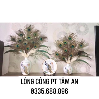 Lông công phong thủy 25cm-30cm tự nhiên thật 100% ,trang trí ô tô bàn làm việc oản tài lộc cải vận Tâm An