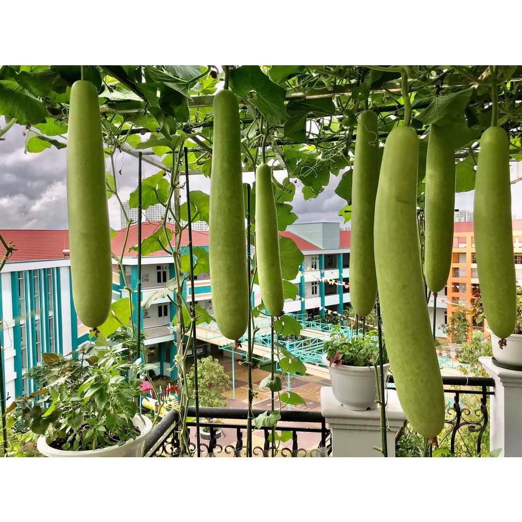 Hạt giống Bầu Long Pu Đài Loan
