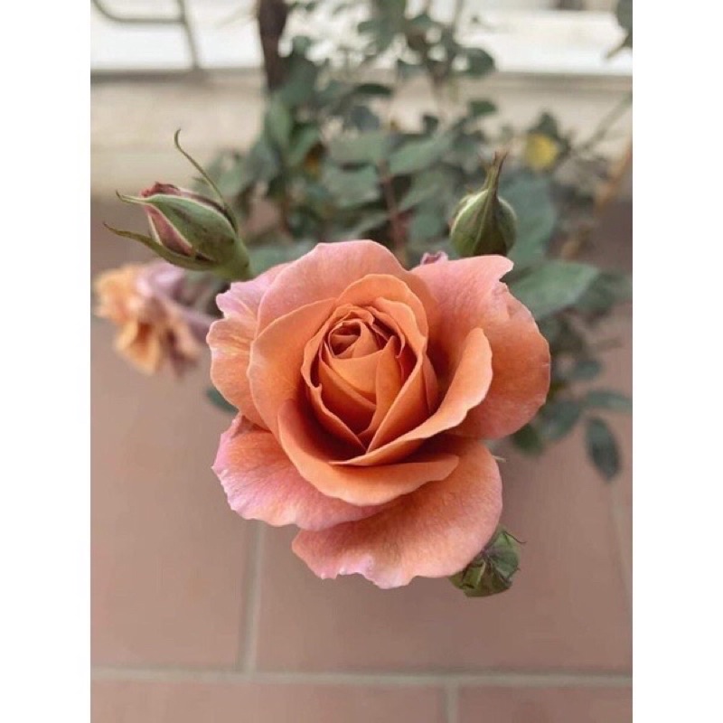 Hoa hồng ngoại Utsusemi Rose - hồng bụi Nhật, hoa chùm màu nâu tây