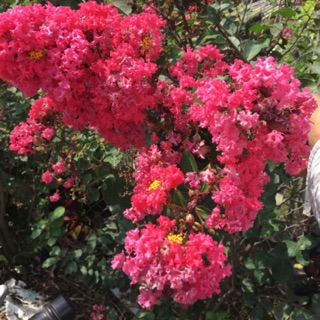 Cây hoa tường Vy đỏ hồng