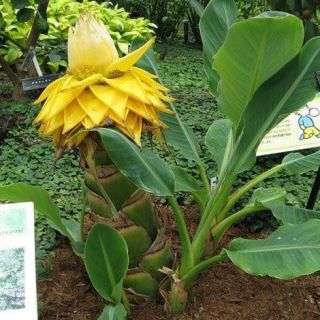 Cây Giống Chuối Tài Lộc Vàng