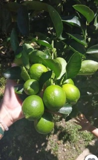 cây chanh tứ quý