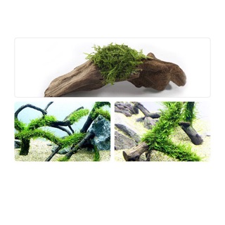 Keo dán rêu thuỷ sinh