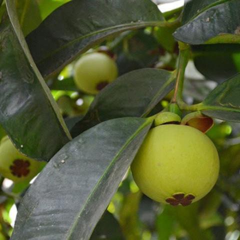 Cây giống măng cụt_TH farm_ Cây chuẩn giống- Chất lượng cao