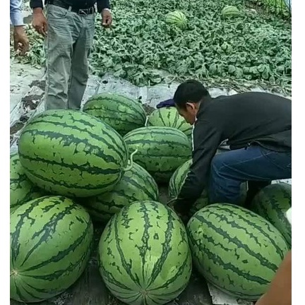 Hạt giống dưa hấu khổng lồ F1 nhập khẩu Mỹ