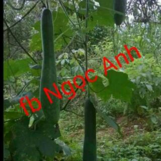 CAO BÍ ĐAO NGỌC ANH