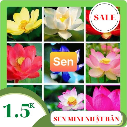 Hạt giống SEN MINI NHẬT mix màu