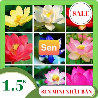 Hạt giống sen mini nhật mix màu