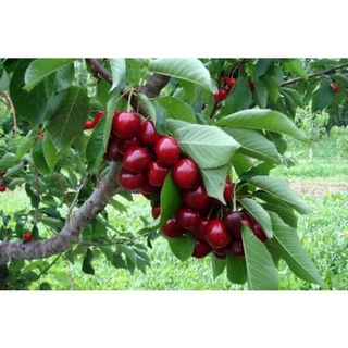 Cây giống cherry anh đào Mỹ siêu sớm .