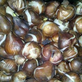 CÂY HOA TUYLIP MIX  10 MÀU