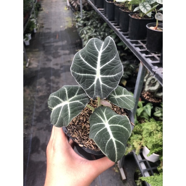Cây rồng nhung đen alocasia ninja