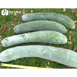 [Gói 10 hạt] Hạt giống Bí Đao F1 ( tặng kèm thuốc kích mầm ra rễ)