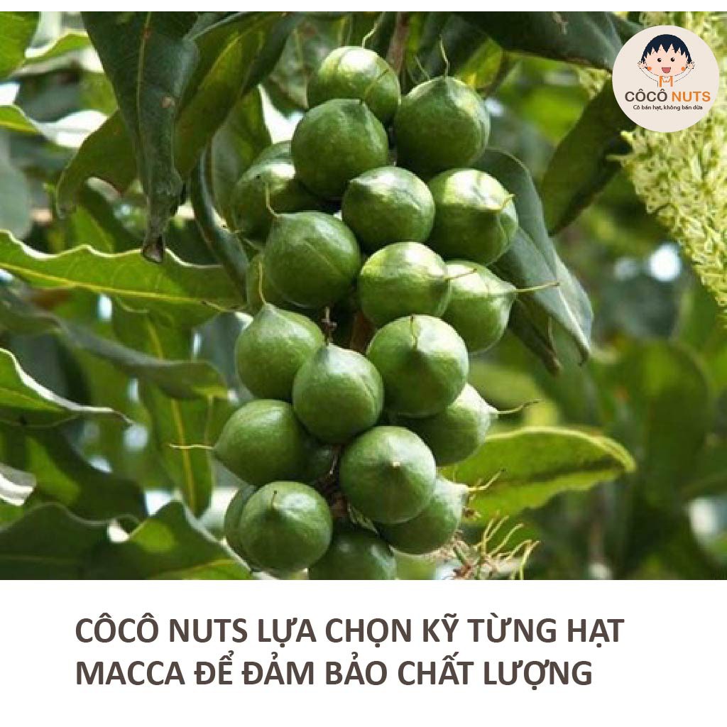 Hạt Macca CÔCÔ NUTS Size Trung GIÒN NGON, Nứt Vỏ Tự Nhiên - 500g kèm đồ khui