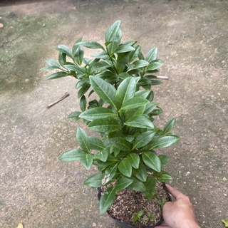 Cây chanh ta ( chanh tứ quý ) trồng bịch đen tán sum (Ảnh Thật)