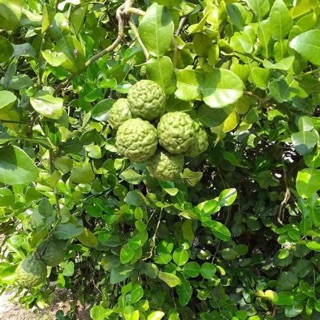 Cây chúc. (Chanh não người ) cây lớn 50cm-60cm